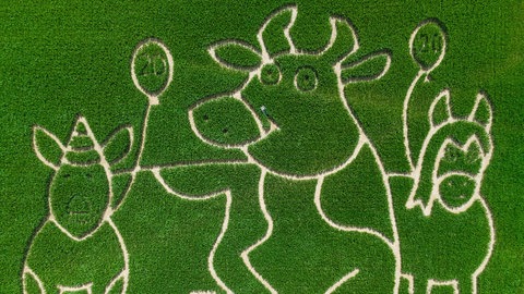 28. Juli: Das ist Kuh "Lieselotte". Die ist seit 20 Jahren der Star in einer Kinderbuchserie. Und weil das Jubiläum natürlich ein Grund zum Feiern ist, haben die "Maisgeister" aus Weißkirchen bei Frankfurt die Lieselotte als Maislabyrinth verewigt.