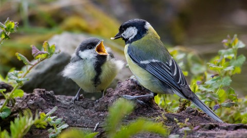 Kohlmeise, Kohl-Meise (Parus major), fuettert ein Junges auf einer Wurzel im Wald.