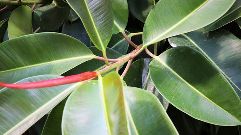 Ein Gummibaum bekommt durch das richtige Schneiden einen buschigeren Wuchs, die Blätter wachsen dichter.