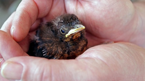 Amsel, Schwarzdrossel (Turdus merula), junge Schwarzdrossel wird schützend in den Händen gehalten.