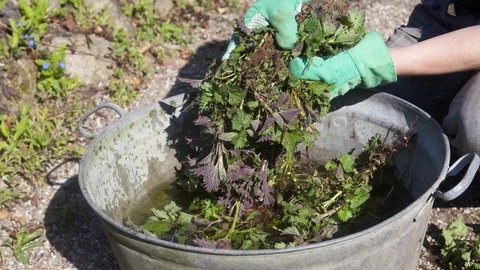 Pflanzenbrühe schützt Tomatenpflanzen vor Braunfäule: Eine Schüssel mit Brenneslzweigen.