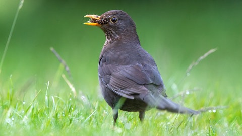 Heimische Singvögel in Deutschland: Eine Amsel steht mit einem Insekt im Schnabel auf einer Rasenfläche.