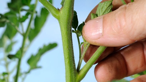 Tomaten richtig pfelgen: An einer Tomatenpflanze wird ein kleiner Trieb abgeknipst. Das nennt man ausgeizen.