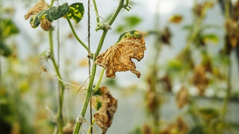 Eine Tomatenpflanze mit braunen, welken Blättern.