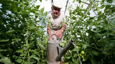 Ein Mann gießt in einem Gewächshaus Tomatenpflanzen.