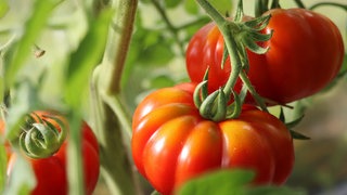 Rote Fleischtomaten hängen an einer Tomatenpflanze.
