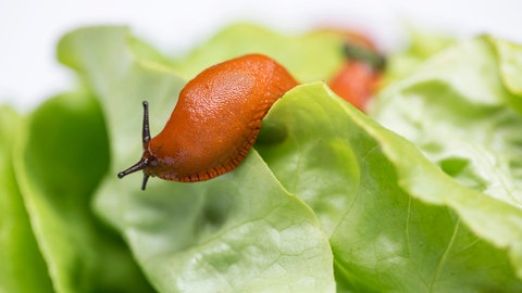 Eine Rote Wegschnecke (Arion rufus), auch Große Wegschnecke genannt, frisst in einem Garten an einem Salat.