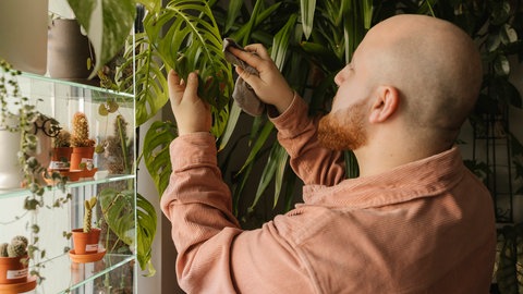 Zimmerpflanzen abstauben, damit sie besser Licht aufnehmen können. 