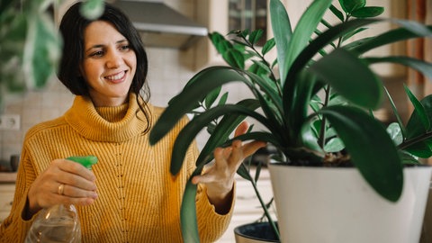 Zimmerpflanzen abstauben und Schädlinge bekämpfen.