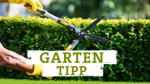 Podcastcover SWR4 Gartentipp
