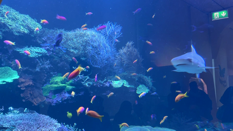 Fische und ein Hai schwimmen im Aquarium im Naturkundemuseum in Karlsruhe. 