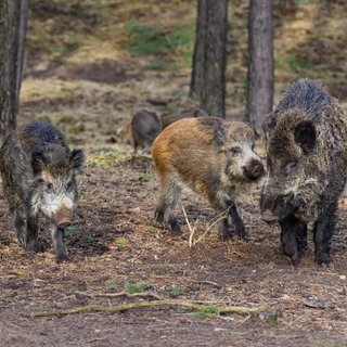 Mehrere Wildschweine stehen zwischen Bäumen (Symbolbild). Zehn Tiere sollen durch Hatzenbühl gerannt sein.