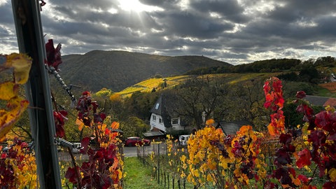 Der Herbst im Ahrtal: Verfärbte blätter von Weinreben und Blick auf Wald.