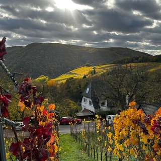 Der Herbst im Ahrtal: Verfärbte blätter von Weinreben und Blick auf Wald.