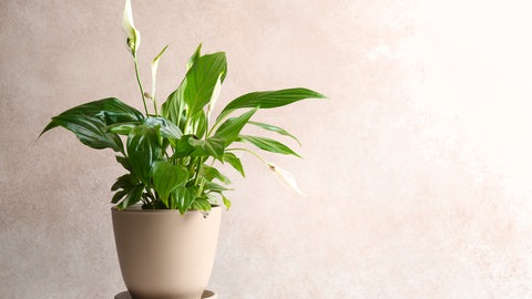 Einblatt: Die pflegeleichte hübsche Zimmerpflanze hat große grüne Blätter und weiße Blüten. 