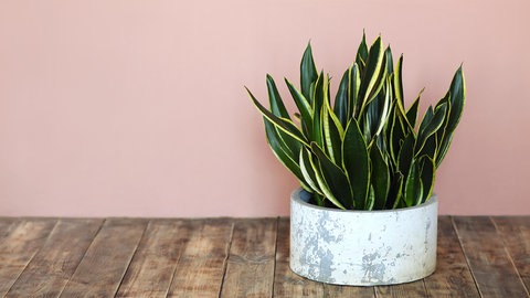 Bogenhanf eignet sich fürs Bad: Die Pflanze steht in einem Topf und wächst senkrecht nach oben.