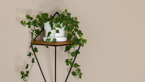 Zimmerefeu: Die Pflanze steht in einem weißen Topf auf einem Regal im Bad und braucht wenig Licht.