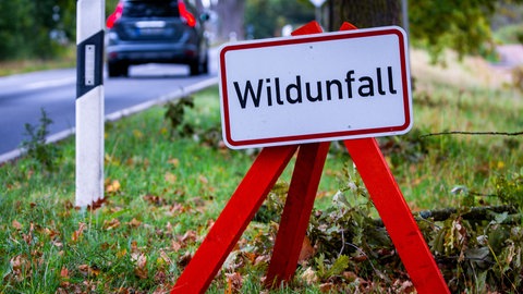 Ein Schild mit Wildunfall steht an einer Straße.