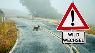 Wildunfälle: Ein Reh kreuzt die Straße. Im Vordergrund steht ein Warnschild mit Aufschrift "Wildwechsel".