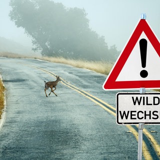 Wildunfälle: Ein Reh kreuzt die Straße. Im Vordergrund steht ein Warnschild mit Aufschrift "Wildwechsel".
