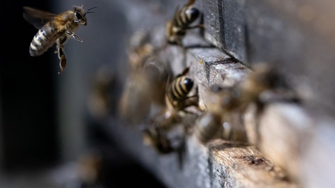 Nahaufnahme von Bienen an einem Bienenstock
