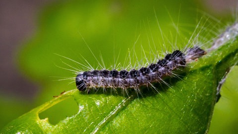 Ein Eichenprozessionsspinner frisst Löcher in das Blatt einer am Straßenrand wachsenden Eiche. In vielen Regionen Deutschlands laufen bereits Maßnahmen zur Bekämpfung des Eichenprozessionsspinners, in anderen werden sie vorbereitet.