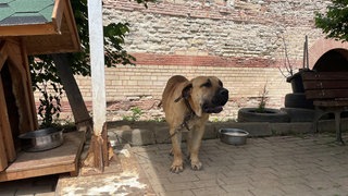 Hund in einem Tierheim