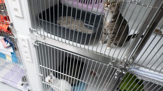 Katzen sitzen im Tierheim Berlin im Bereich der Katzenquarantäne in Käfigen