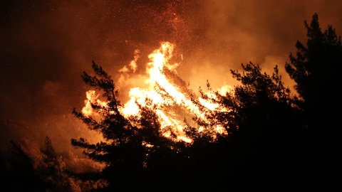 Die Silhouetten von Bäumen bilden sich bei Nacht vor hoch schlagenden Flammen ab.