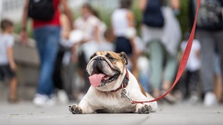 Die Englische Bulldogge Maya liegt bäuchlings und hechelnd auf dem Pflaster der Zeil in der Frankfurter Innenstadt. Nach Angaben ihrer Besitzerin ist Maya keine Freundin von warmem Wetter und Sonnenschein.