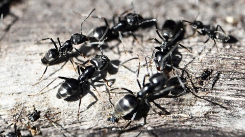 An der Verschalung eines Hochbeets krabbeln Ameisen der invasiven Art Tapinoma magnum.