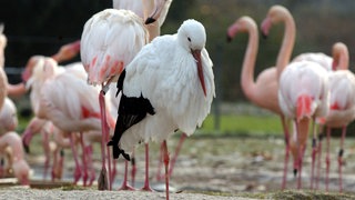 Ein Storch ist im Zoologisch-Botanischen Garten der Stuttgarter Wilhelma von einer Schar Flamingos umringt (Archivbild)