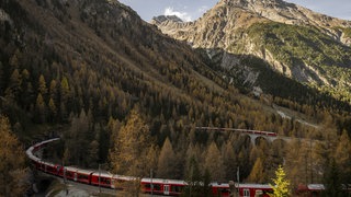 Ein außergewöhnlich langer Reisezug der Rhätischen Bahn (RHB) fährt auf einer der schönsten Bahnstrecken der Welt in Graubünden durch weit gezogene Kurven entlang von Berghängen und durch Nadelwälder.