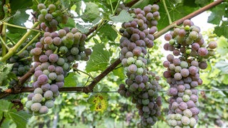 Erntereife Weintrauben in Rheinland-Pfalz.