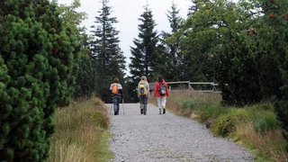 Wanderer gehen im Nordschwarzwald beim Ruhestein durch den Bannwald.