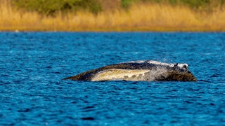 Der Buckelwal "Timmy" liegt vor der Insel Poel im Wasser und sein Rücken schaut daraus hervor, während hinter ihm eine Uferwiese zu sehen ist.