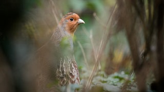 Ein Rebhuhn sitzt in einem Gehege des Zoologischen Gartens Wilhelma. Sein Kopf ist rötlich-braun mit einem weißen Schnabel. Darunter wird das Federkleid braun.