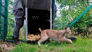 Luchs wird ausgewildert