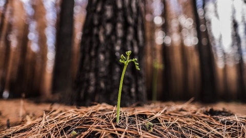 Klimawandel: Eine Pflanze wächst in einem Wald, der von Dürre zerstört ist.