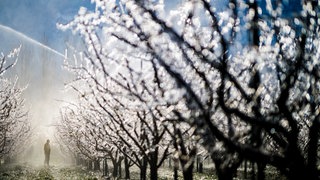 Ein Mann steht auf einer Aprikosenplantage. Eine dünne Eisschicht soll die Knospen der Bäume schützen.