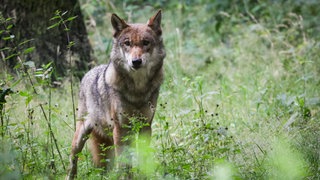 Ein Wolf steht in einem Wald im Südwesten.