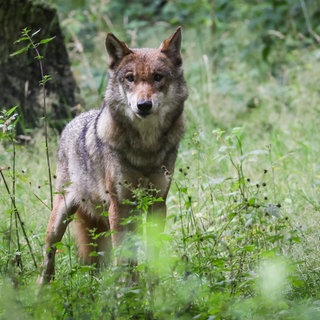 Ein Wolf steht in einem Wald im Südwesten.