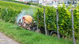 Ein Landwirt beim Einsatz von Bekämpfungsmitteln gegen Mehltau, Rebläuse und anderer Schädlinge.