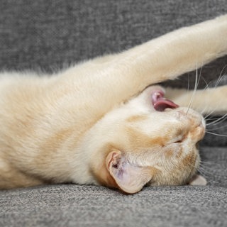 Katze schläft auf dem Rücken und streckt sich.