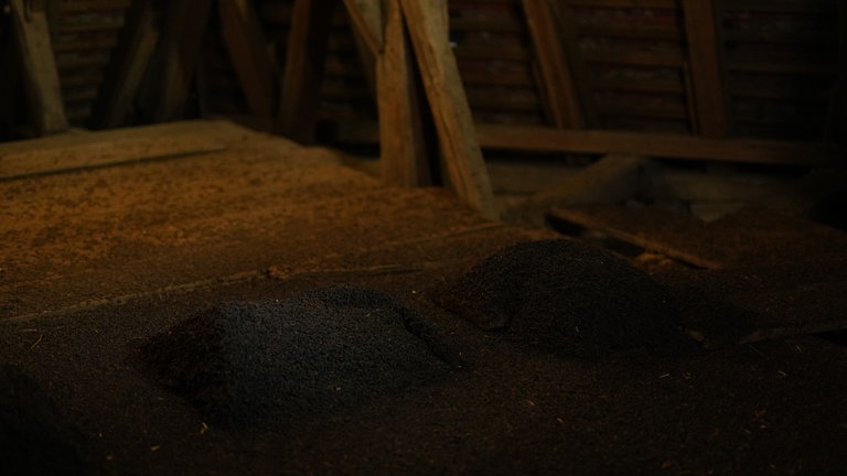 Ein Haufen voller Fledermauskot auf Holzboden.