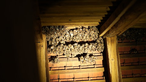 600 Fledermäuse der Art "Großes Mausohr" hängen an Dachbalken.