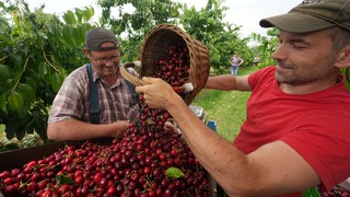 Ein Obstbauer aus Rheinland-Pfalz sortiert Süßkirschen. In diesem Sommer wurden viele Süß- und Sauerkirschen geerntet, die meisten in Baden-Württemberg (Symbolbild).