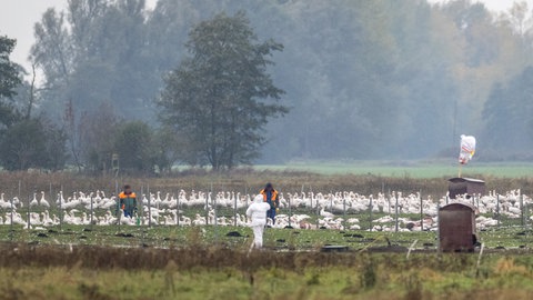 Mitarbeiter stehen auf einer Wiese mit Gänsen.