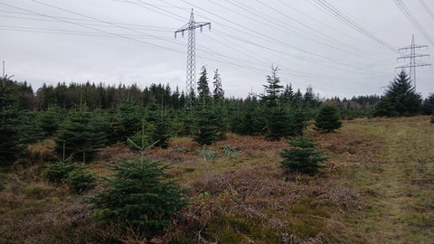 Der Klimawandel macht auch den Anbau von Weihnachtsbäumen in Deutschland schwieriger.