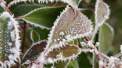 Hübsche weiße Frostränder auf Blättern:  Die Folgen von plötzlichem Frost sind vielfältig. Der Temperatursturz ins Minus stresst auch winterharte Pflanzen. Stechmücken überleben meist.  